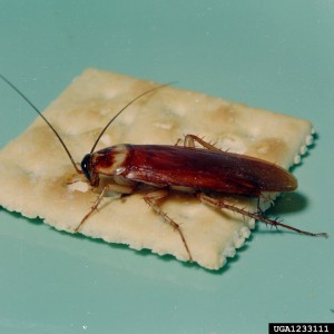 Amer Cockroach  Clemson Univ  USDA Coop ex  Bugwood  1233111