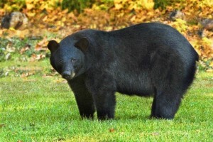 Adult black bear Photo: Pam McIlhenny, fws.gov 