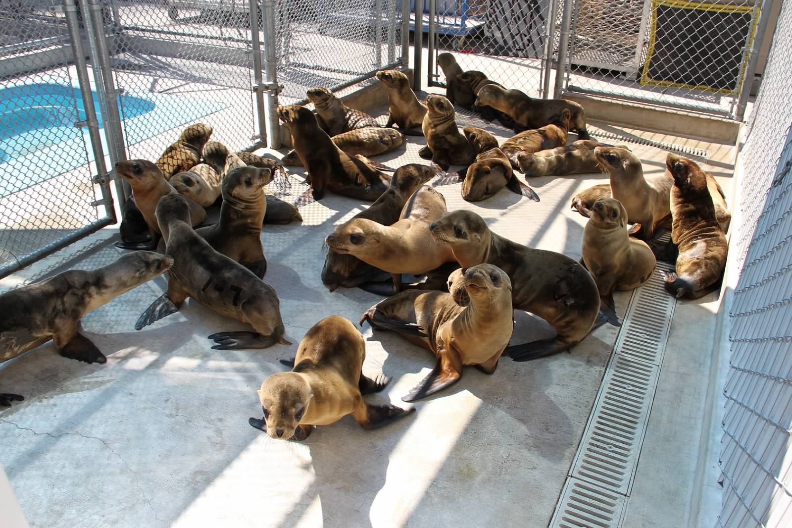 sea lions in rehab