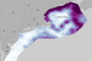 Lobster Catch Distribution 2014