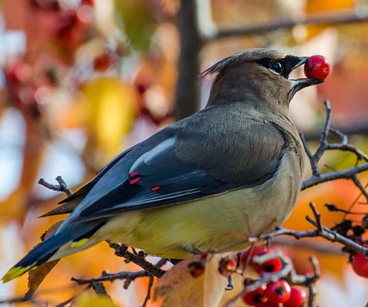 Cedar Waxwing 537x448