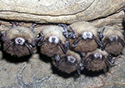 Photo of several bats hanging from cave wall with White Nose Syndrome