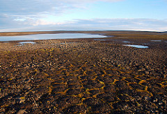 Ivan Mizin - Moss tundra