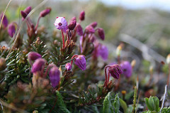 Cecile Patrelle - Endemic plant from Lapland Kilpisjärvi Phyllodoce caerulea