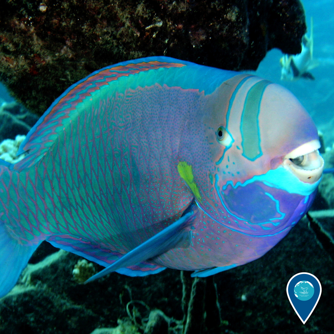 Much like the ever-unique and zany Christmas sweaters we love to don this season, coloration patterns on parrotfish vary dramatically – even among members of the same species! This variation in color and pattern has made them difficult for scientists...