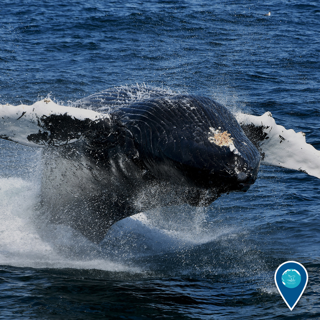 🐋🐋🐋 What brings whales to Stellwagen Bank National Marine Sanctuary? Food! Located off the coast of Cape Cod, each summer the rich waters of Stellwagen Bank fill up with small fish called sand lance. With that feast in store, whales like this...