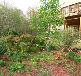 Photo of the backyard with trees and the house' deck.