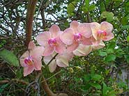 Photo of pink orchids cluster.