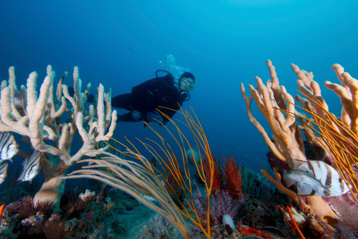 A diver swims above colorful sponges, gorgonians, and fish in Gray's Reef National Marine Sanctuary.