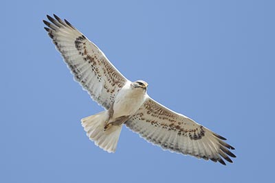 Ferruginous Hawk - &copy; Brian Sullivan