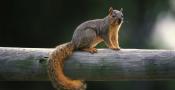 reddish squirrel on wooden fence rail