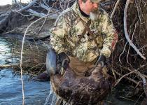 Trapping Beaver