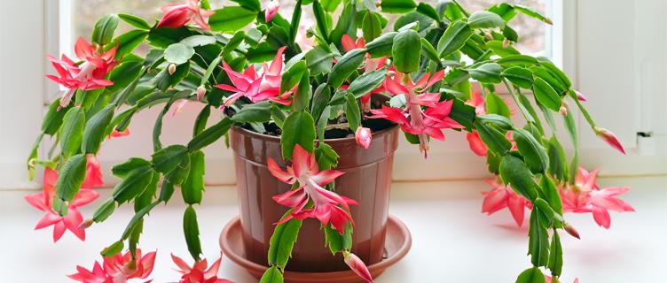 Read the FAQs on popular holiday plants.