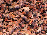 conch shells in a pile