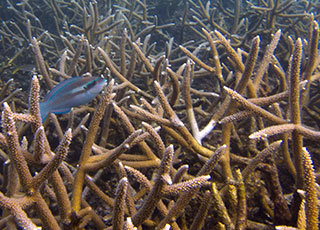 Puerto Rico coral