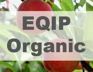 Photo of peaches with EQIP Organic label