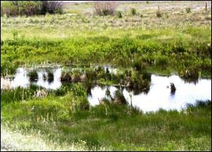 A similar overbank tailings deposition
area 5 years after removal of the
contaminated material.
USFWS Photo by bill Olsen.