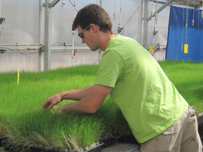 Biological Science Technician tending native grasses in greenhouse.
