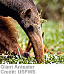 Giant Anteater