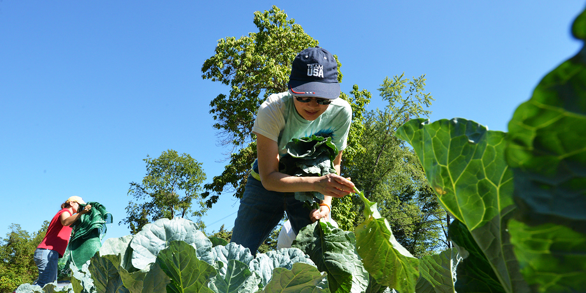 Two women farmers checking their vegetable crop in a field