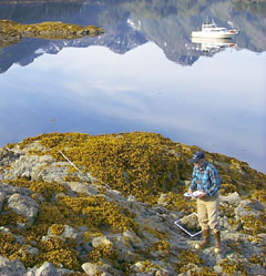 Dr. Mearns uses a quadrat to sample the organisms of the intertidal zone in Snug Harbor on Knight Island, Prince William Sound, Alaska.