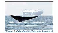 photo of a whale tail