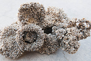 Photo: Quagga Mussels