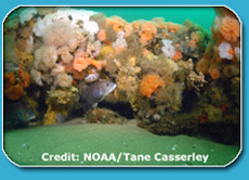 Cunner Underwater-NOAA/Tane Casserley