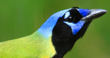 GreenJay_218x116