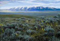 Photo of Montana rangelands with mountain big sagebrush, Idaho fescue and Indian paintbrush.