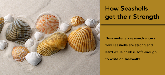 How Seashells get their Strength