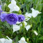 Photo of Peach-Leaf Bellflower (Campanula persicifolia 'La Belle')