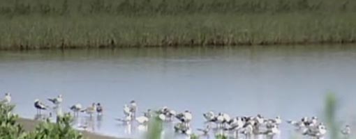 Screenshot of video Birds of the Barataria-Terrebonne