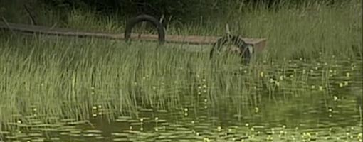 Screenshot of video Wisconsin's Freshwater Estuaries