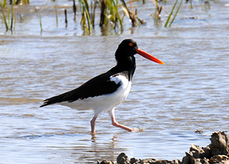 Volunteer and Biologist banding Red- Cockaded