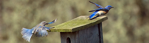 Western Bluebirds William L. Finley National Wildlife Refuge credit: George Gentry/USFWS