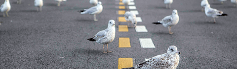 Birds on the road/Gratisography CC0