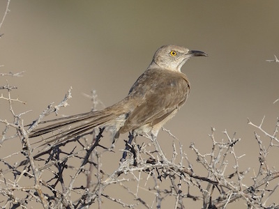 Bendire’s Thrasher by Tim Mitzen