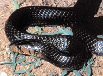 Eastern Indigo Snake