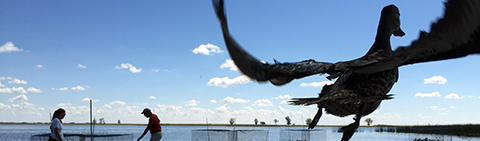 Release of Immature Male Blue-Winged Teal credit Alisha Haken/USFWS