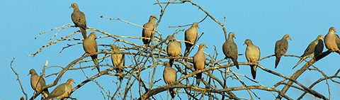 mourning doves taken by George Andrejko.