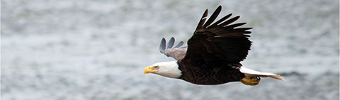 A soaring Bald Eagle at Bandon Marsh NWR credit: Roy Lowe/U.S. Fish and Wildlife Service