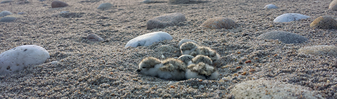 Piping plover chicks and eggs at Trustom Pond National Wildlife Refuge/ Josh Seibel USFWS