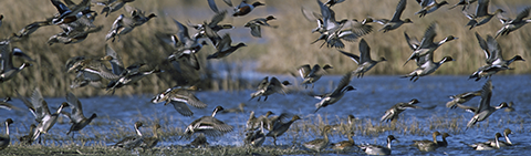 Mixed Flock of Ducks Taking Of from a Wetland/usfws