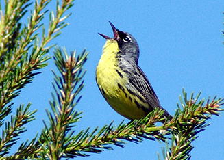 Endangered Kirtland's Warbler Singing on a Pine Branch. Credit Joel Trick, USFWS