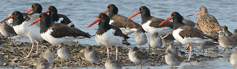 Oystercatchers, Dunlin, and other Shorebirds at a Coastal Stopover Site. Credit USFWS.