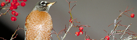 Close-up front view of American robin sitting on branch with red berries. Credit: Dr.Thomas G. Barnes / USFWS