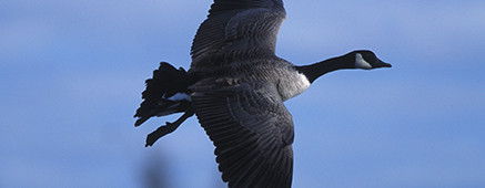 Canada Goose in flight. CreditGary Kramer, USFWS.