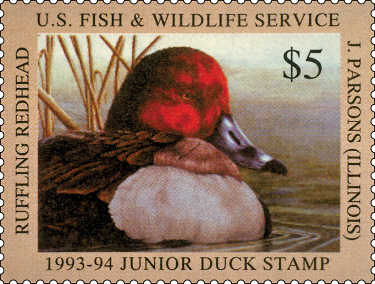 Junior Duck Stamp