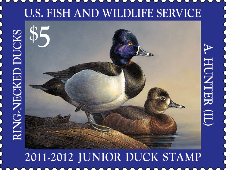 2011-2012 Junior Duck Stamp by Abraham Hunter